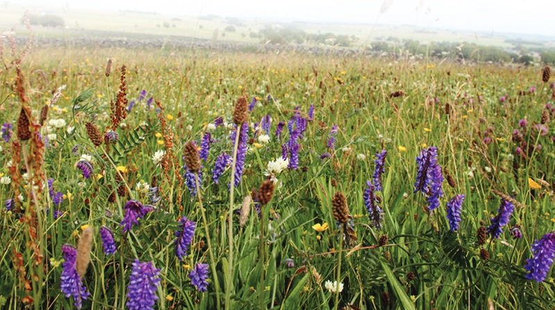 Peak District meadow land