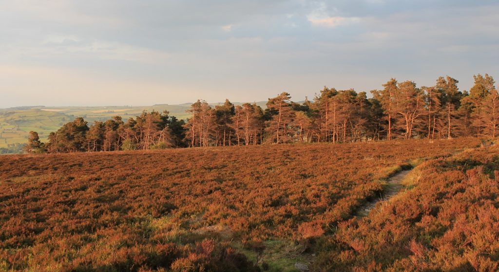 Woodland near Revidge